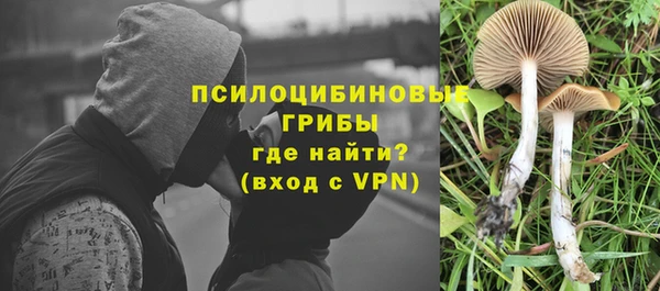 сатива Бородино